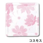 画像2: カルトンキャレ （ブルーム、コスモス、 クリーム、Mフルーツ）４.５号/５号/６号　100枚入／　単価　37〜50円 (2)